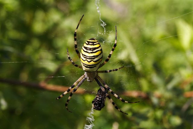 Argiope bruennichi in fase di cattura